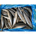 High Quality Pacific Frozen Mackerel 6-8Pcs/Kg For Canning